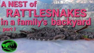A nest of Rattlesnakes in a family