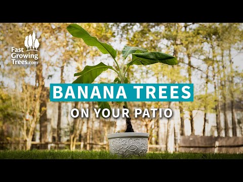 BANANA TREES on Your Patio - Tropical Fruit Plant at Home