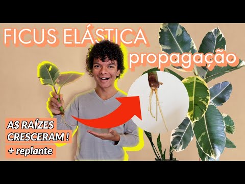 , title : 'Ficus Elástica: Resultado da Propagação, as raízes cresceram! Dá certo fazer muda por folha?'