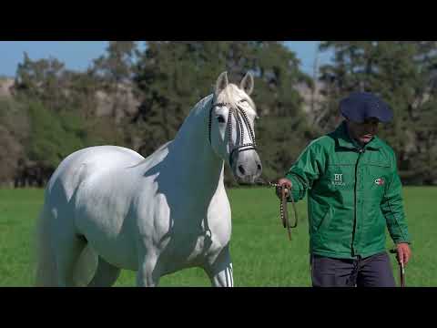 Lote 04 - Basca Vinagrete