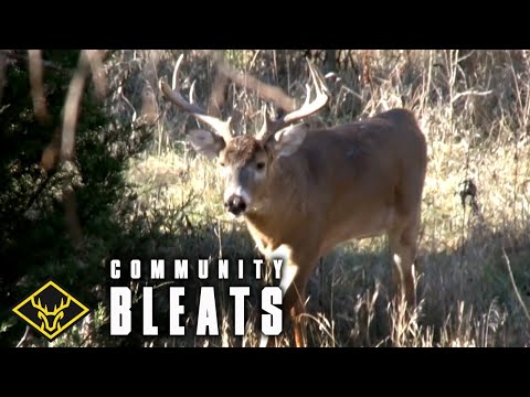 Community Calling Estrous Bleats