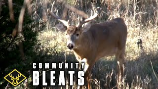'Community' Calling - Estrous Bleats