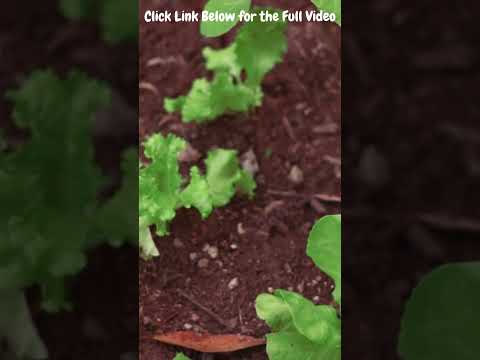Nutrients Grow Your Own Salad Year Round Winter Salad Greens Guide Varieties Microclimate Cold Frame