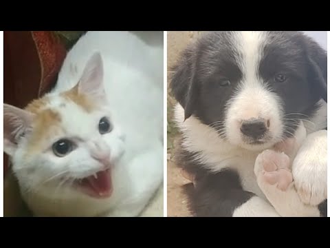 CAT meets a new Puppy | Cat Reaction when she meets a new family member #cat #dog #reaction #latest