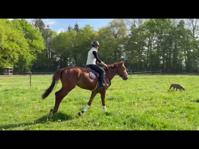 Jument 3 ans selle fran&ccedil;ais 