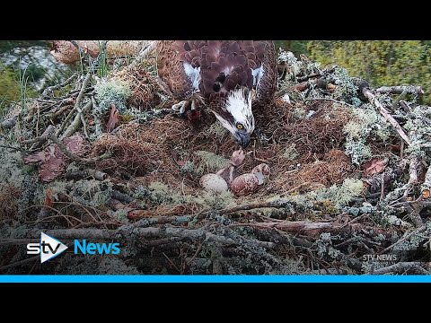 First osprey chick of season hatches at wildlife reserve