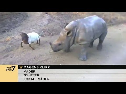 Steffo: Lite som du och jag i Let's Dance - Nyhetsmorgon (TV4)