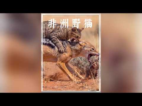 野貓媽媽極限博弈：面對胡狼步步進逼，憑藉心理戰護崽突圍 #動物世界 #非洲野貓 #胡狼