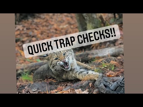 Coyote trapping - bobcat trapping -