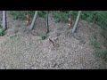Wild Deer Family Time In Our Backyard