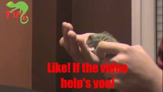 How to Make your Iguana Get Used to You