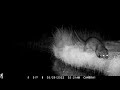 Otters Eating Frogs And Toads
