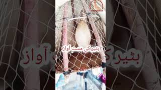 Download lagu Batair ki awaz/Bater ki awaz/Batair/Battery ki awaz/Batair ka shikar/Bater ka shikar/Batair female/ mp3