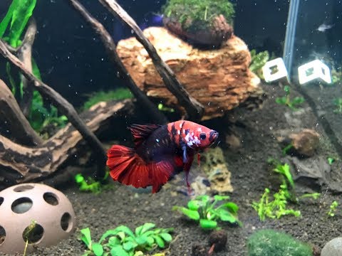 My Koi Betta fish tank
