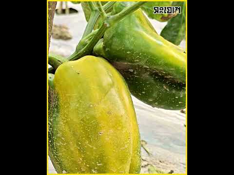 গাছে বোতল লাগিয়ে সবজি চাষ #Shorts