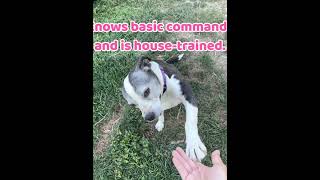Video preview image #1 Labrador Retriever-Unknown Mix Puppy For Sale in Rockaway, NJ, USA