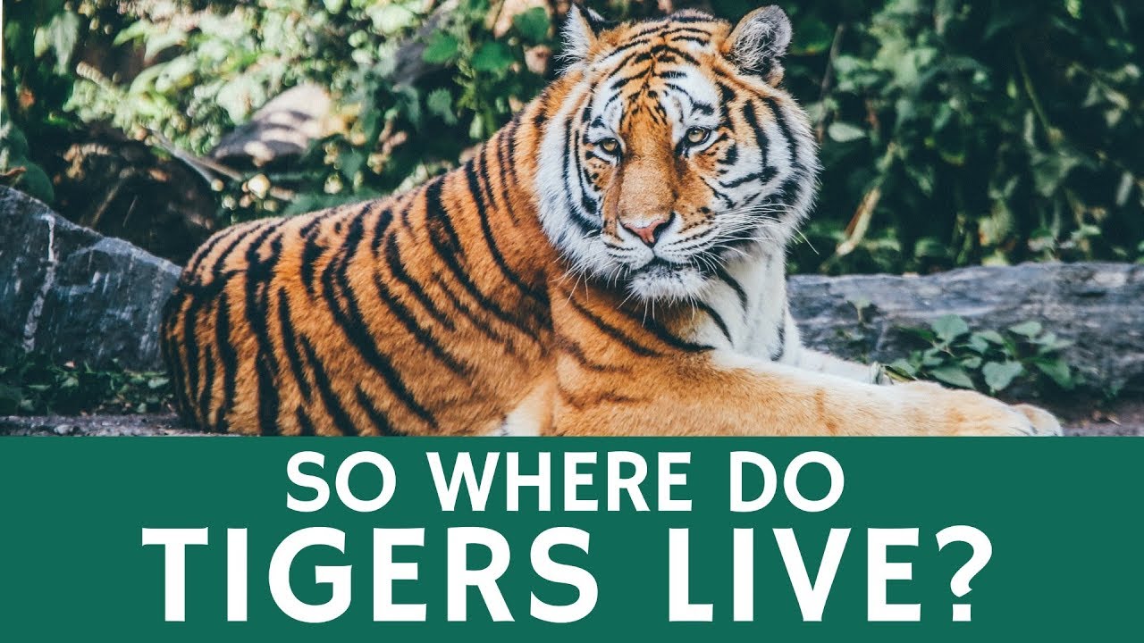 Where in the world do tigers live?