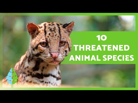 ANIMALS in DANGER of EXTINCTION 2023 🦏⚠️ (Top 10)