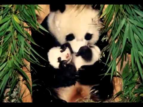 Muhteşem Hayvanlar ve Yavruları.