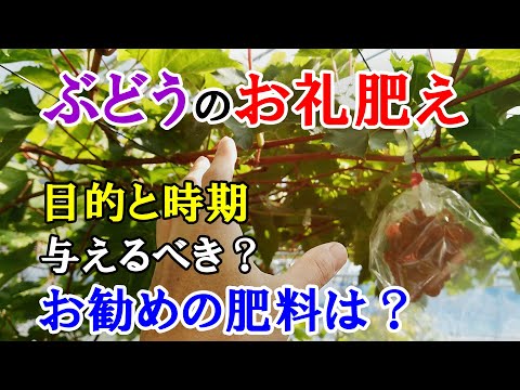 果樹の根元に肥料を与える時期は？品種ごとにどのような肥料を与えればよいですか？  庭園