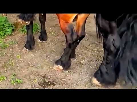 Horse breeding video 
