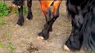 Download lagu Horse breeding video  mp3