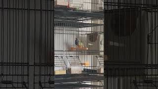 Gouldian finch breeding #1