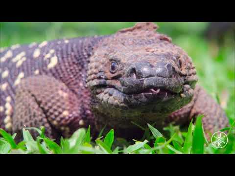 5 minutes of the relaxing wildlife of South America (4K 60fps) (Ultra HD)