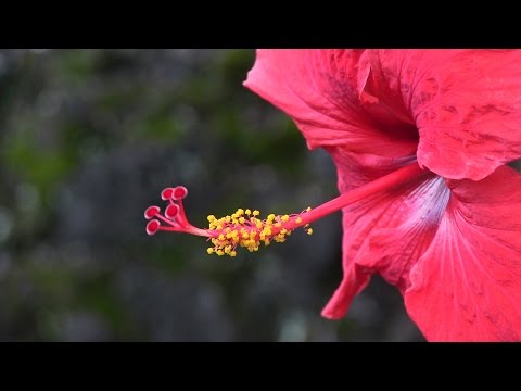 Flowers of Hawaii