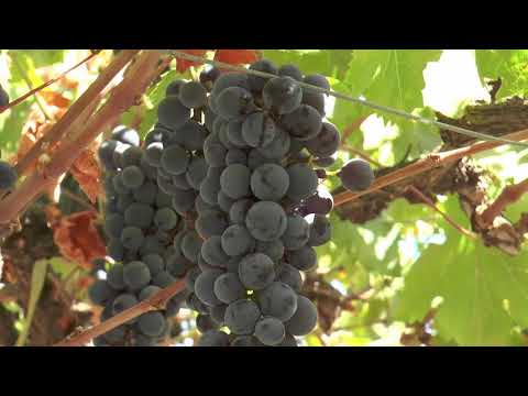 Paseo del Vino, una de las viñas protagonistas de la Fiesta de la Vendimia Buin 2017