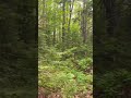 Big Things Ahead On The Trail Beyond Stay Tuned Originalmusic Nature Relax Calm