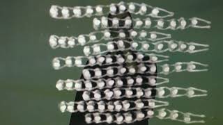 Posterboy Machine / Temple Sud