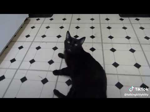 Talking Kitty Cat 42 - Twinkle Butt #cat #catvideos 