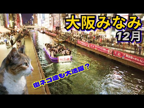 大阪みなみ散策 - 道頓堀と法善寺横丁の猫たちとの出会い