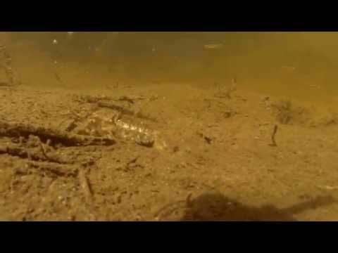 Crayfish and Minnows Underwater