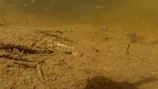 Crayfish and Minnows Underwater