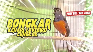 Download lagu Langsung NYAUT dan NGAMUK dengan PANCINGAN murai batu bongkar isian Kenari Lovebird Cungkok ini mp3
