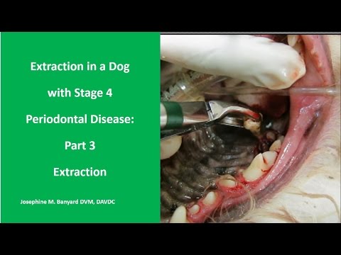 Extraction in a dog with Stage 4 Periodontal Disease: Part 3 Tooth Extraction