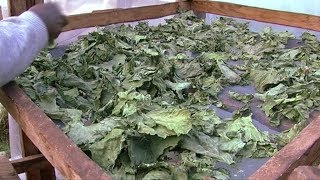Solar drying of kale leaves (Summary)