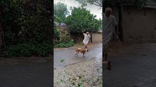 Old man beating dog 🧑‍🦳🦮 #shorts
