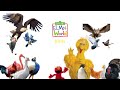 Elmo S World Birds