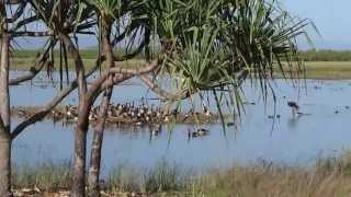 preview picture of video 'Birds at  the Townsville Town Common'