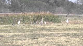 preview picture of video 'Whooping Cranes (Grus americana) on the field of Goose Island State Park, Texas'