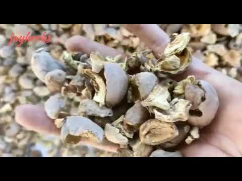 Terminalia Bellerica Fruit Bibttiki Baheda