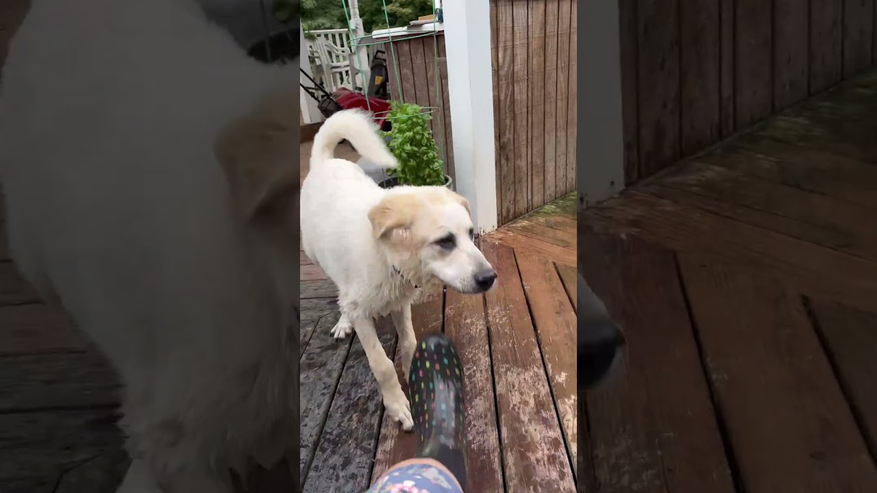 Bill in VA - Loves Playing In The Water, an adopted Great Pyrenees in Vienna, VA video 4/4