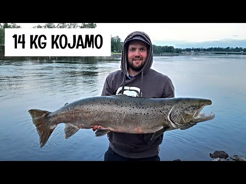 ENKAT PAUKKUU! - 14 KG MÖRKÖ! - LOHEN FILEERAUS JA KERMAINEN LOHIKEITTO RUODOISTA - ORKA MIKROJIGIT