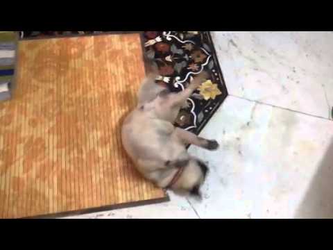 Srijan SHAVAASAN kartey huy