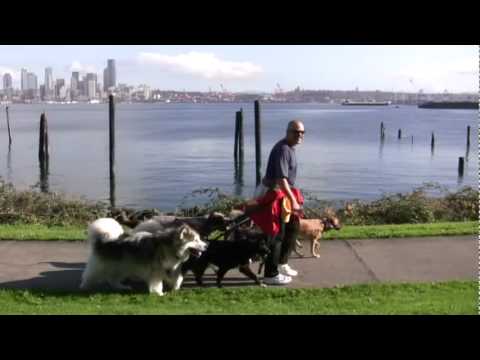 Anthony leading his pack of 9 dogs on Alki