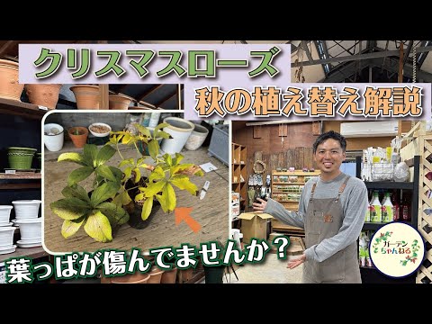 園芸 変化するチャイニーズローズ、バタフライローズ