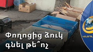 Խուճապի մատնվելու կարիք չկա. հիվանդության պատճառով սատկած ձկները մարդկանց համար վնասակար չեն